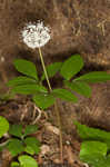 Dwarf ginseng